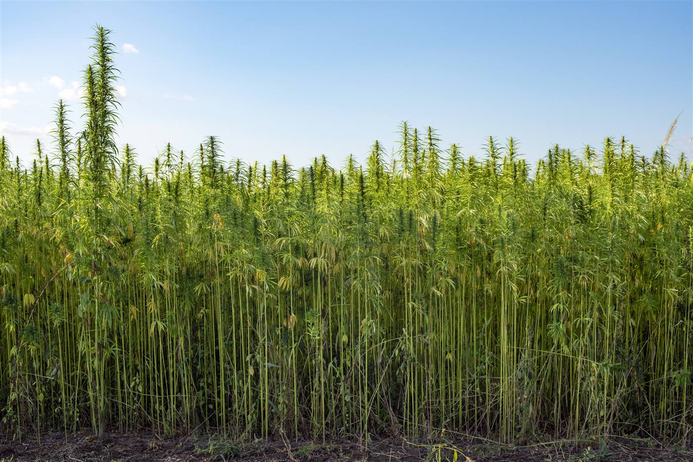 Campo de hemp sob céu azul